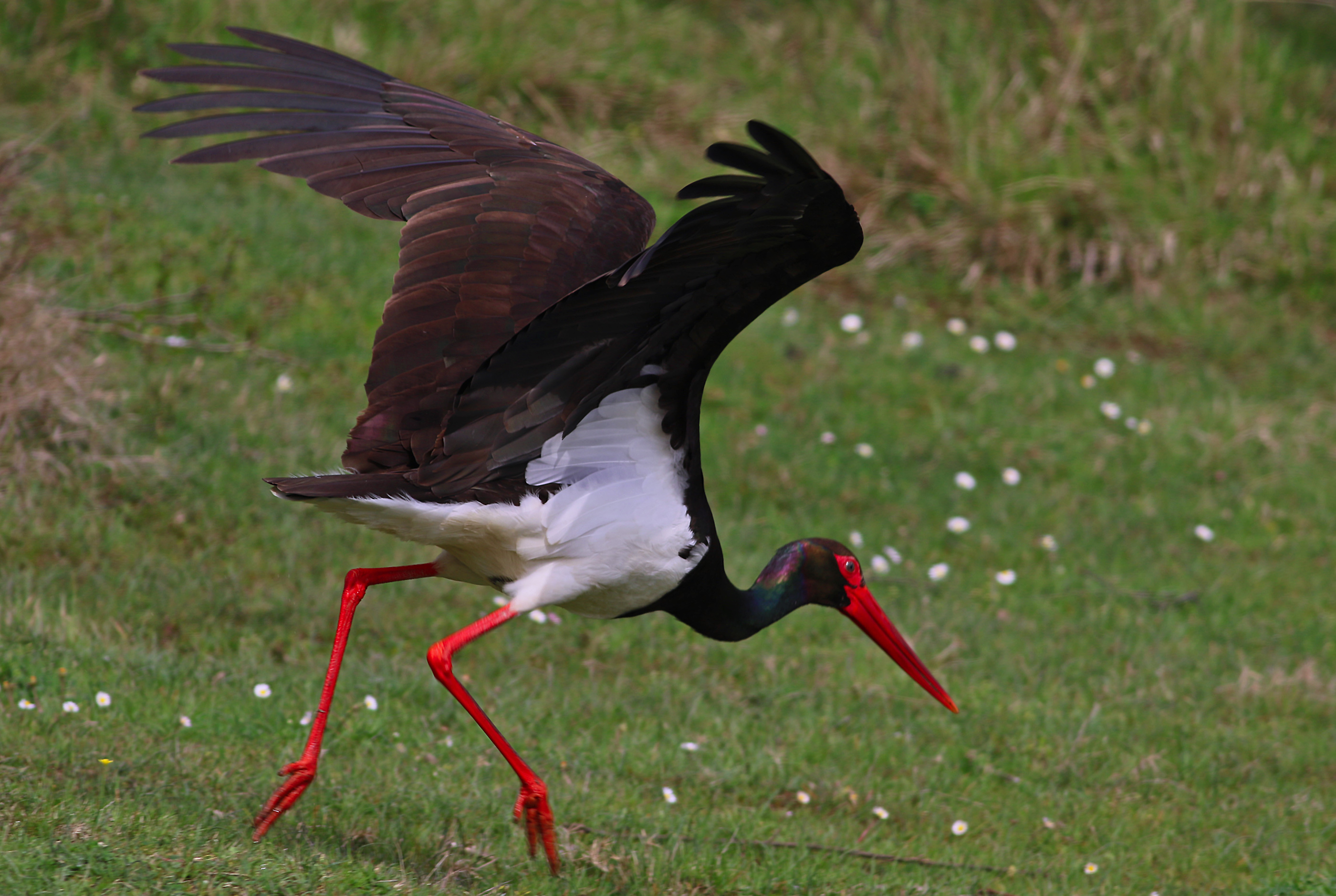 Black Stork